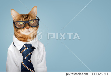 Bengal cat wearing glasses, white shirt and tie on a blue background 111423911