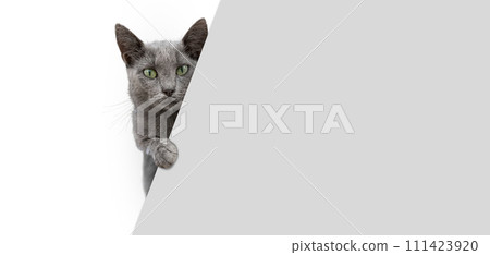Gray cat looking from behind a blank gray banner 111423920