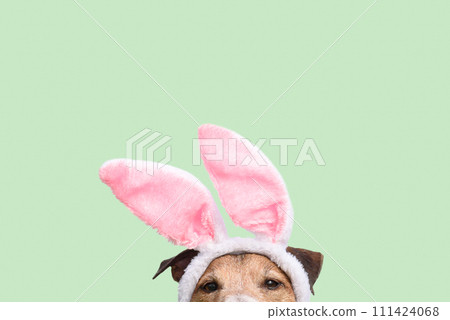 Easter background with dog wearing bunny ears costume Easter background with dog wearing bunny ears costume 111424068