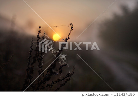 Spiderweb Catches the Sun's Glow 111424190