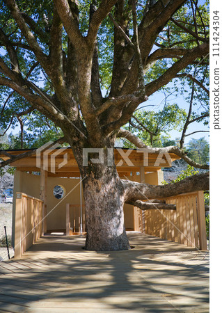 公園裡的大樹和獨特的木甲板遊樂設施 111424304