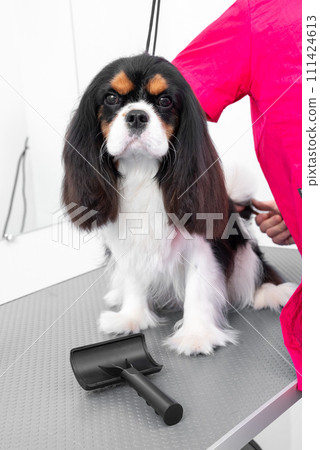 professional groomer combs the hair of Cavalier King Charles spaniel in grooming salon. professional groomer combs the hair of Cavalier King Charles spaniel in grooming salon. 111424613