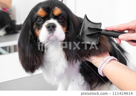 professional groomer combs the hair of Cavalier King Charles spaniel in grooming salon 111424614