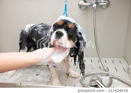 portrait of Cavalier King Charles spaniel dog taking shower with shampoo. dog takes bubble bath in an animal grooming salon. 111424616