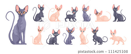 A large set of Sphynx kittens in different dynamic poses. Cute Sphynx cat sits, stands and lies. Cartoon vector style. 111425108