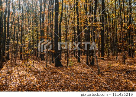 Autumn nature in forest. Scenic path, falling orange leaves. Fall landscape. 111425219