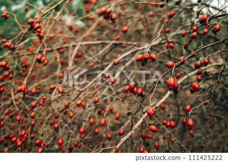 Ripe rose hips branches in late October.Medicinal berries, rosa canina, dog-rose Ripe rose hips branches in late October.Medicinal berries, rosa canina, dog-rose 111425222