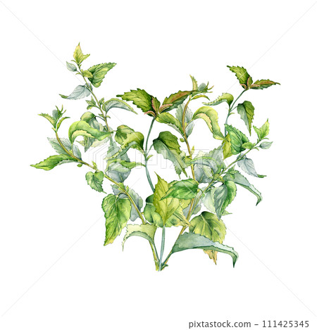 Bush of nettle in watercolor isolated on white. Illustration of the herbal plant Urticaria dioica. Stinging plant with green leaves, seeds hand drawn. Element for label, packaging, apothecary 111425345