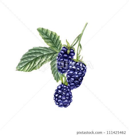 Blackberry branch. Three ripe Brambles with leaves. Forest and garden berries. Navy Dewberry. Watercolor botanical illustration. For template, package, cookbook. 111425462
