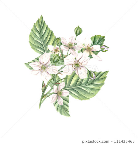 Bouquet of white blackberry flowers with green leaves. Bud, flower, branch. Bramble, dewberry. Forest blooming blue berry. Watercolor botanical illustration . For design, package, cookbook. 111425463
