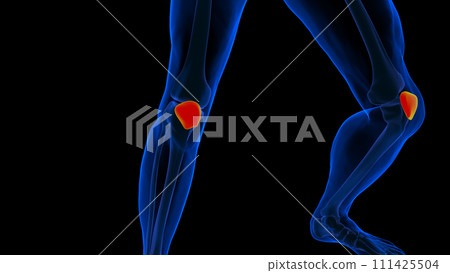 Human skeleton anatomy patella bone 3D rendering 111425504
