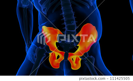 Human skeleton hip or pelvic girdle anatomy for medical Concept 3D rendering 111425505