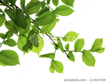 Twigs with beautiful green leaves isolated on a white background. Botanical element .template 111425589