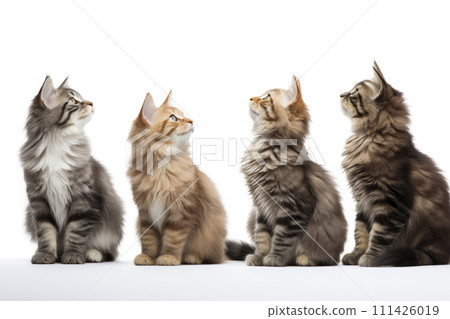 AI-generated content. Maine Coon Cats in a Row Looking Up 111426019
