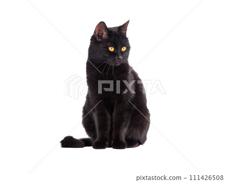 black cat isolated on white background 111426508