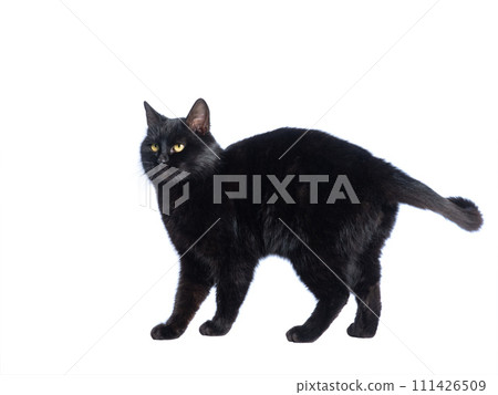 black cat isolated on white background 111426509