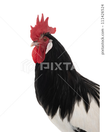 portrait rooster lakenfelder isolated on a white background 111426524