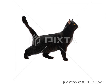 black cat isolated on white background 111426525