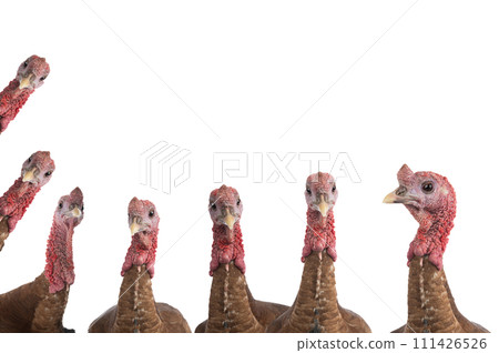 portraits red bourbon turkeys isolated on a white background portraits red bourbon turkeys isolated on a white background 111426526