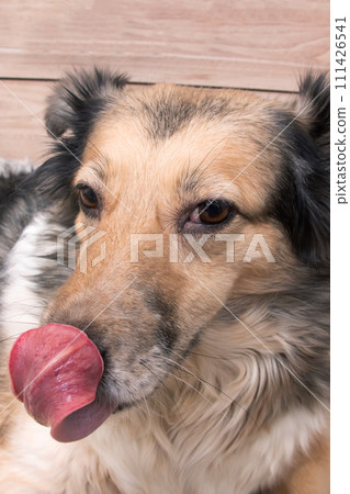 Domestic grey fluffy dog, close up portrait Domestic grey fluffy dog, close up portrait 111426541