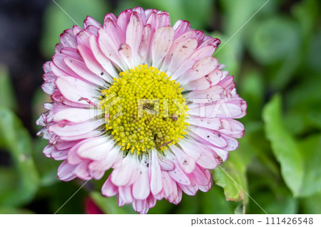 Pink daisy flower on greenery background closeup 111426548