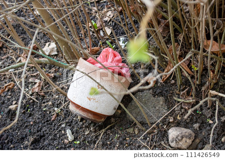 An old flower pot lies by a bush 111426549