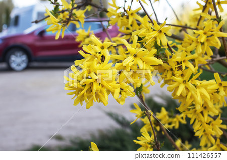 Little yellow flowers on background of road Little yellow flowers on background of road 111426557