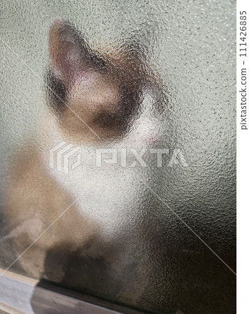 cat through glass 111426885