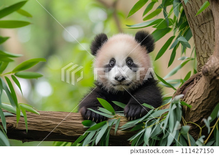 Baby panda eating bamboo in the forest, National panda day 111427150