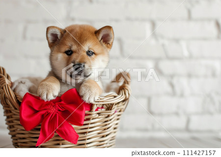 Cute Shiba Inu puppy with red bow in basket, rustic brick wall on background 111427157