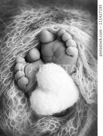 The tiny foot of a newborn baby. Soft feet of a new born in a wool blanket. Close up of toes, heels and feet of a newborn. Knitted heart in the legs of a baby. Black and white Macro photography.  111427195