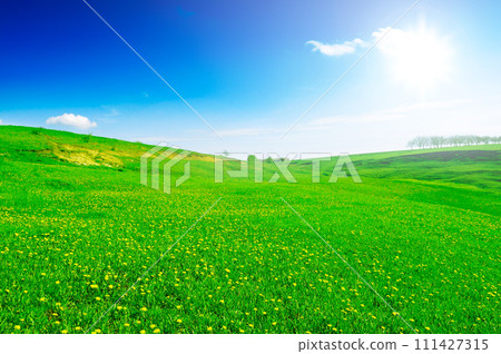 Bright sun over spring field with yellow dandelions. 111427315