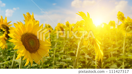 beautiful bright sunset over sunflowers field 111427317