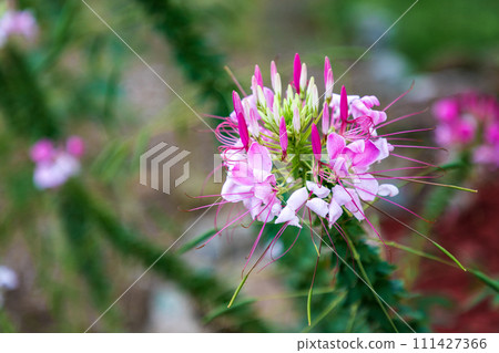 Spider flower Spider flower 111427366