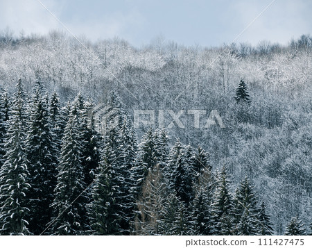 Misty winter Carpathian Mountains view fog landscape. Snowy spruce pine forest in Carpathians. Fir trees with white snow 111427475