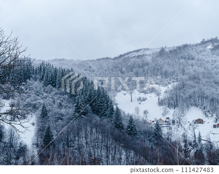 Misty winter Carpathian Mountains view fog landscape. Snowy spruce pine forest in Carpathians. Fir trees with white snow 111427483