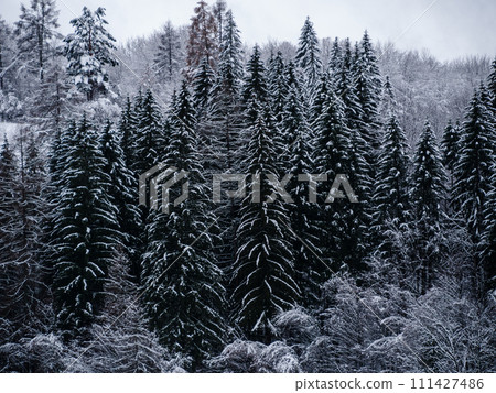 Misty winter Carpathian Mountains view fog landscape. Snowy spruce pine forest in Carpathians. Fir trees with white snow 111427486