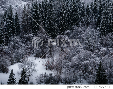Misty winter Carpathian Mountains view fog landscape. Snowy spruce pine forest in Carpathians. Fir trees with white snow 111427487