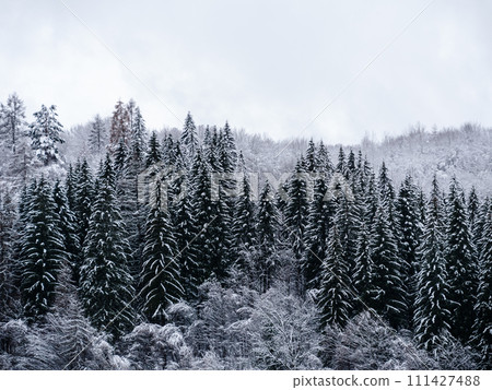 Misty winter Carpathian Mountains view fog landscape. Snowy spruce pine forest in Carpathians. Fir trees with white snow Misty winter Carpathian Mountains view fog landscape. Snowy spruce pine forest in Carpathians. Fir trees with white snow 111427488