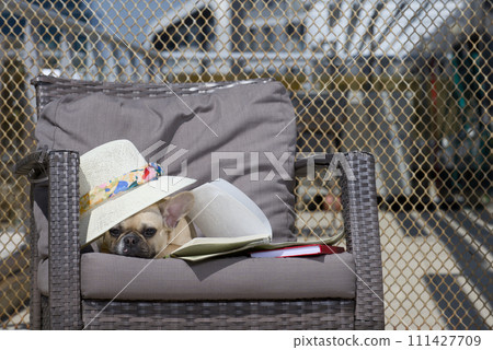 A bulldog dog lies in a chaise lounge under a straw hat and relaxes in the blazing sun. 111427709
