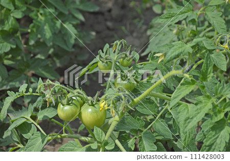 green tomatoes ripen on a branch of a bush in the summer garden green tomatoes ripen on a branch of a bush in the summer garden 111428003