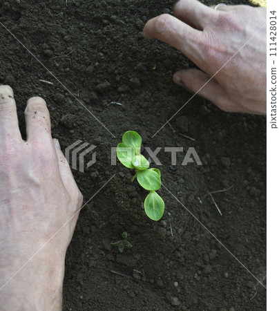 Small seedlings of watermelon, cucumber, melon or pumpkin 111428014