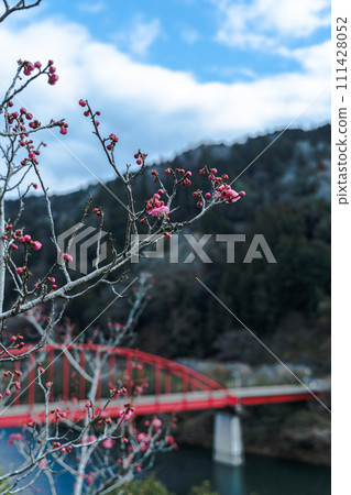 2024 Tsukigase Baikei in early spring - Red plums starting to bloom and Tsukigase Bridge ① 111428052