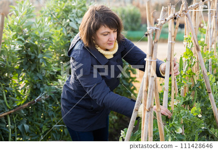 Young woman gardener with bamboo stick working with seedlings Young woman gardener with bamboo stick working with seedlings 111428646