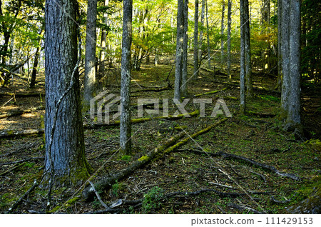 丹澤山地的白岳、丹澤主脈林 丹澤山地的白岳、丹澤主脈林 111429153
