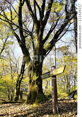 丹澤山晝、地藏平路標與大樹排列 丹澤山晝、地藏平路標與大樹排列 111429157