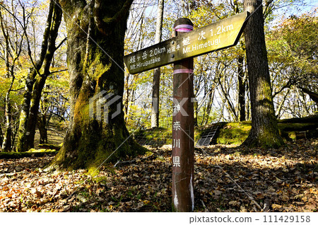 丹澤山晝、地藏平路標與大樹排列 丹澤山晝、地藏平路標與大樹排列 111429158