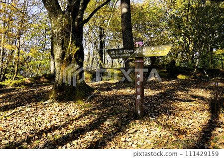 丹澤山晝、地藏平路標與大樹排列 丹澤山晝、地藏平路標與大樹排列 111429159