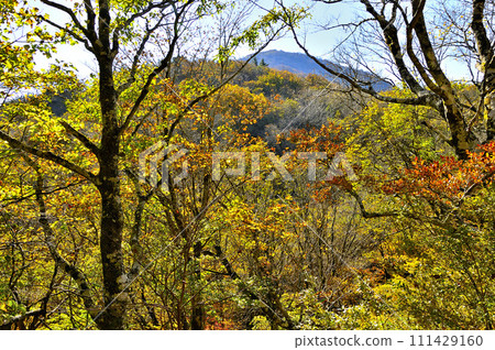 紅葉的丹澤山、秋天的彩色森林的晝岳 111429160