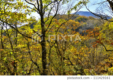 紅葉的丹澤山、秋天的彩色森林的晝岳 紅葉的丹澤山、秋天的彩色森林的晝岳 111429161